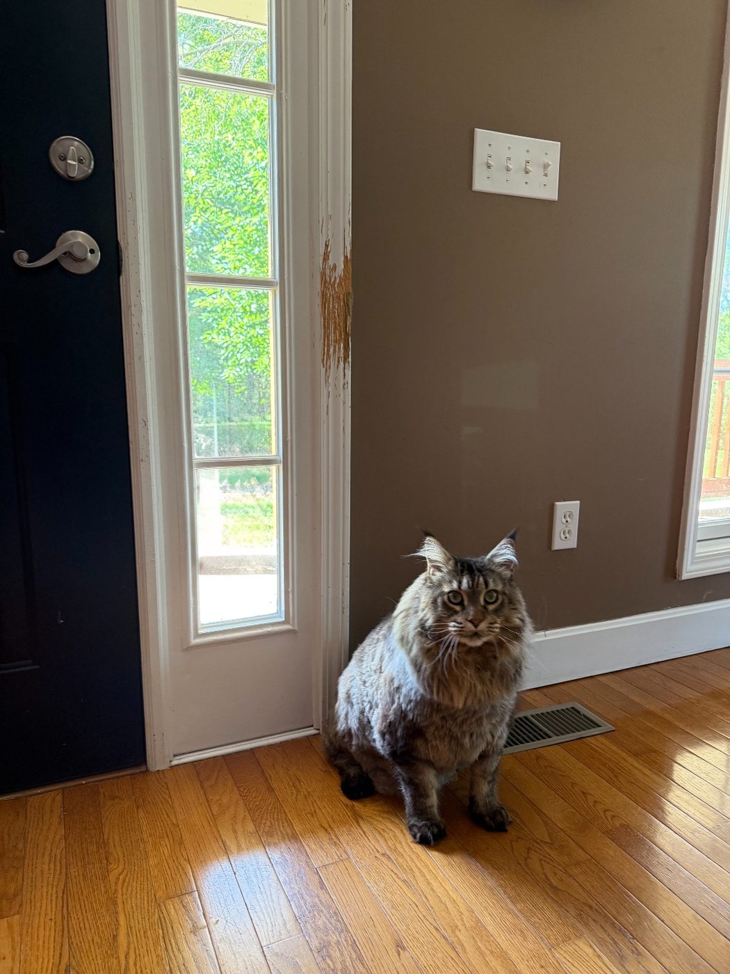Door sidelight trim scratched down to bare wood with a cat sitting nearby